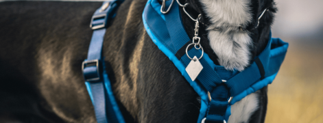 banner-picture