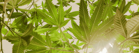 banner-picture
